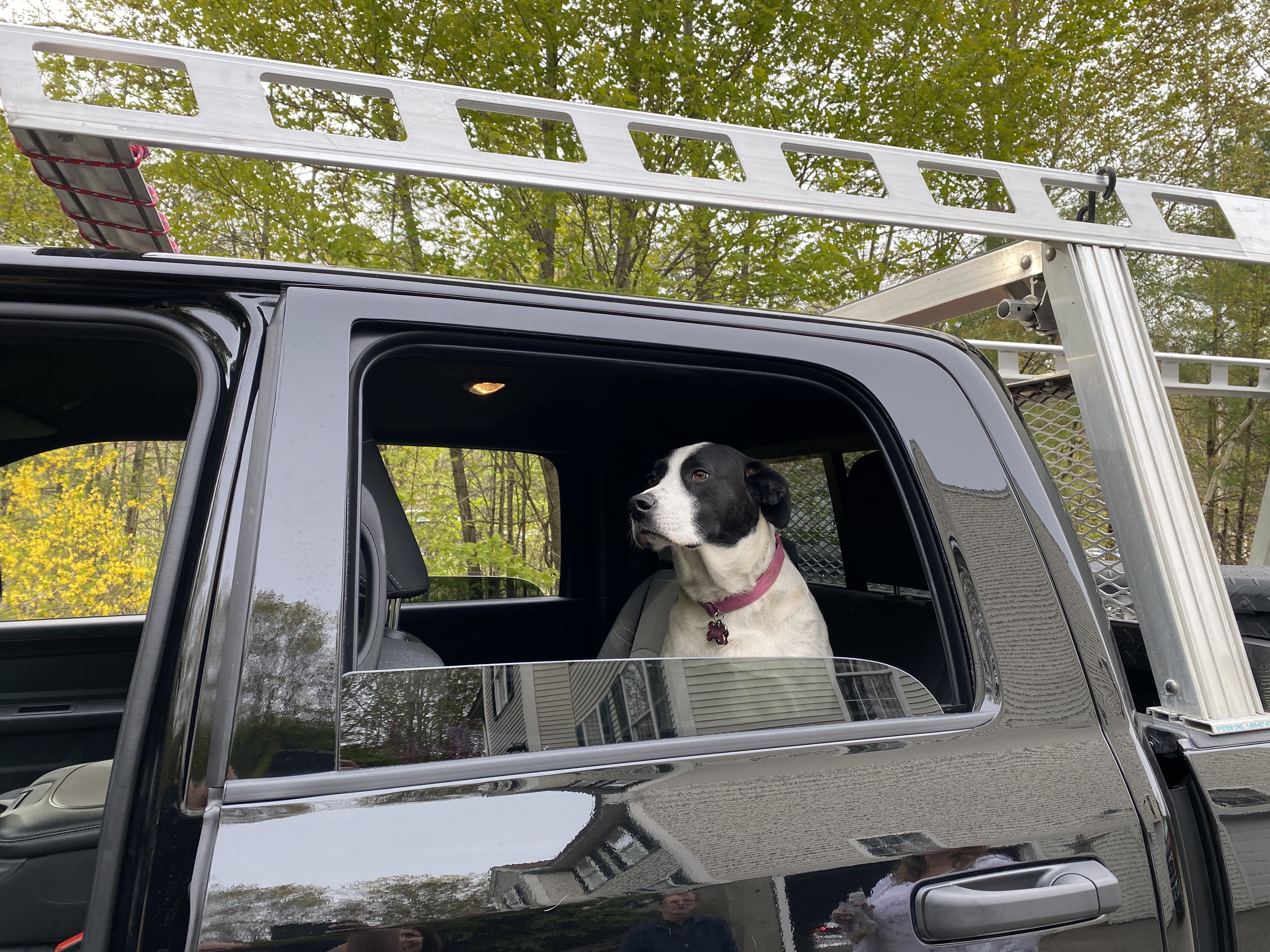 dog out window